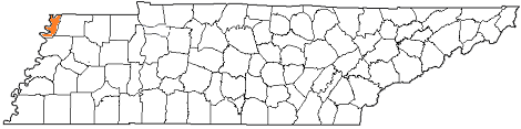 tennessee fire, tennessee firefighters, tn firefighters, tn fire, tennessee fire department, lake county, lake county ems, lake county fire apparatus, lake county fire departments